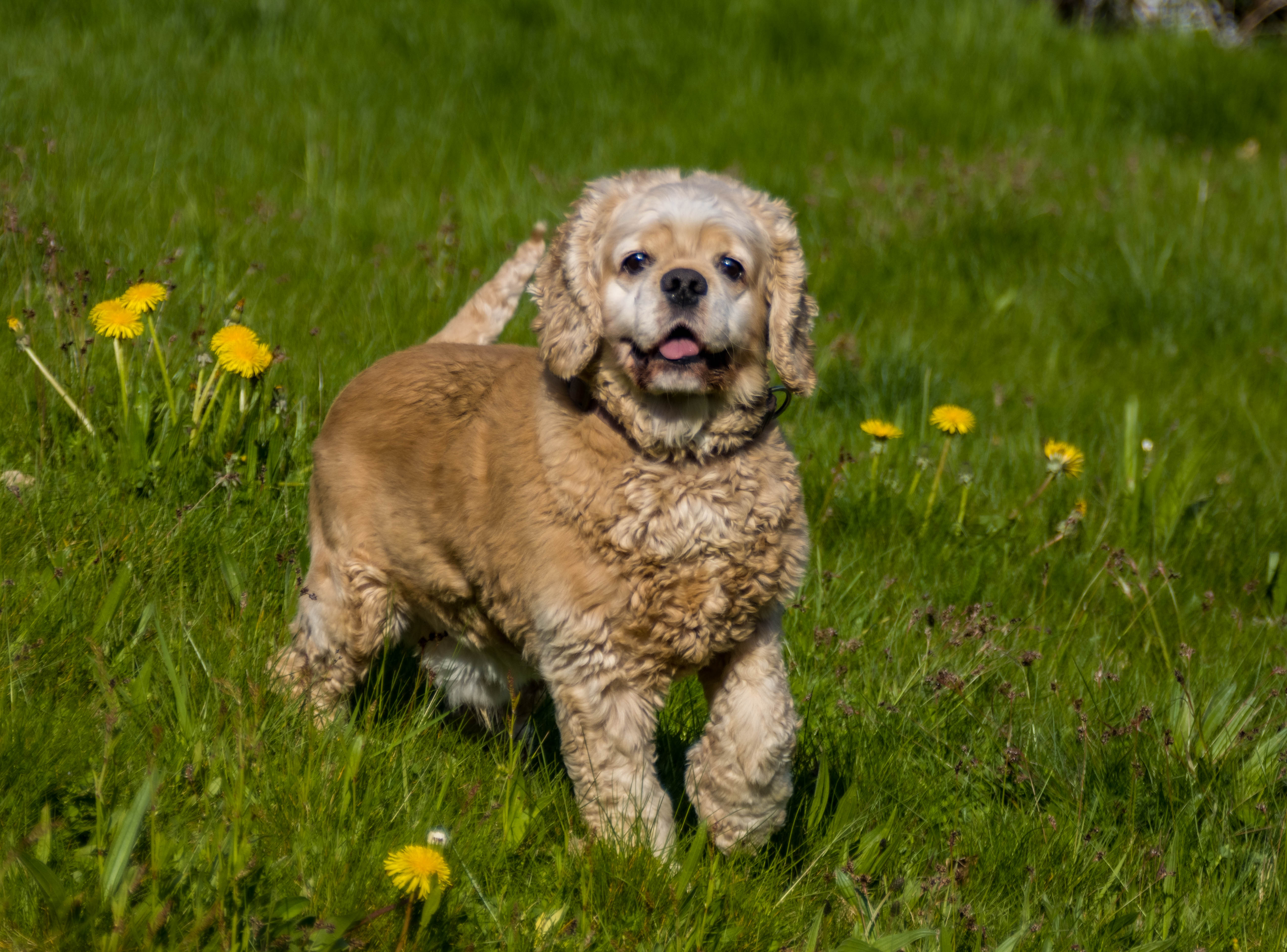 Cocker américain-_MG_5663.jpg